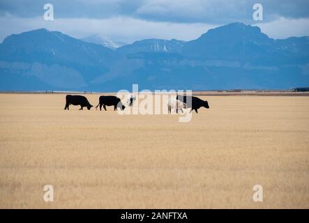 Kühe grasen auf den weiten Flächen in Montana Stockfoto
