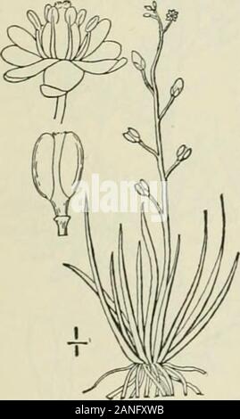 Eine Illustrierte Flora von der nördlichen USA, Kanada und die britischen Besitzungen: von Neufundland zu den Parallelen der südlichen Grenze von Virginia und vom Atlantik westwärts nach dem 102 Meridian; 2. ed.. 1814. Nicht. Adans. 1763.] SENF FAMILIE Neslia paniculata (L. j Dcsv. TARD. Abb. 2024. Ball Mus-. Stockfoto