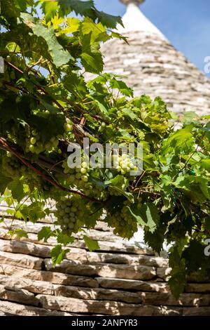 Weinreben auf dem Stein Dach von Trulli in Alberobello, Italien. Der Baustil ist spezifisch für die murge Bereich der italienischen Region ein Stockfoto