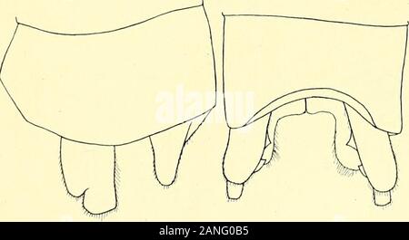 Nova Guinea: Ergebnisse de l'expédition Scientifique néerlandaise de Nouvelle-Guinée à la 1903 [1920er]. War proximal von der Mitte, ein zweites am distalen Ende, an der ventralen Kante ein solches Etwas proximalen vom ersten Drittel (Abb. 20) pilidorsum.. y/. Thorax Licht orange. Anhänge superiores breiter; das Ende der dorsalen Kante in zwei dreieckige Zàhne geteilt; von der ventralen proximalen Hàlfte der Kante ein grosser, spitzer, pyramidaler Zahn dorsalwàrts Vorspringend (Abb. 21) iistiun. Psendagrion crocops Selys] (Abb. 16) 0,3 cT, 4C Palu, Nord-Celebes 10. Viii., 15. X5, 2Q Kalawar çf Stockfoto