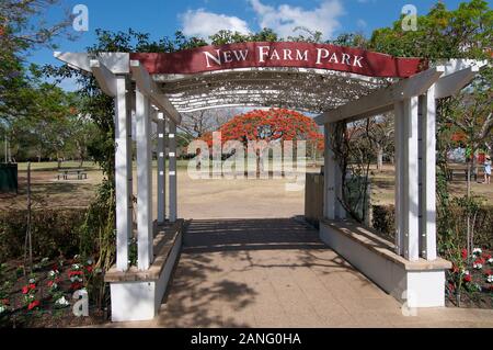 Blick auf die schönen hölzernen Fußgängereingang weg mit einem blühenden Royal Poinciana Baum an der neuen Farm Park in Brisbane, Australien Stockfoto