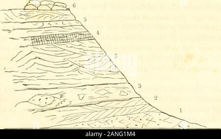 Bericht über die Geologie von South Carolina;. lly einer Schicht aus feinem Sand, die overspreads fast die gesamte Oberfläche über dem Zustand, nördlich des kalkhaltigen Betten des Charleston Becken. Auf der crestof der Sand - Hügel der Region Es gibt oft unregelmäßig Betten von Oxid Eisen und Sand, wie ich havealready erwähnt, bei der Beschreibung der Entblößung der Chesterfield Bezirk. In der Nähe ofAiken der Schrecken auffällig, sowie auf den Hügeln zwischen diesem Ort und Graniteville. Die bedsare von drei auf sechs Fuß in der Dicke, aber es war nicht bevor ich Orangeburg erreicht, dass ich discoveredany fossi Stockfoto