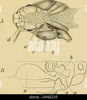 Forschungen auf das Gift der Klapperschlange: mit einer Untersuchung der Anatomie und Physiologie der Organe. Ion kann zwischen der Größe und dem Gewicht der Schlange, und das Gewicht der Drüse, jenseits der merefact der allgemeinen Zunahme der Größe der Orgel, mit der die Schlange. Das gift Drüse ist mit einer doppelten Schicht aus weißem investiert, und nicht sehr Ertrag-ing fibrösem Gewebe. Die zwei Schichten dieser Membran United sind auf der Basis von thegland, und vorher immer dünner, laufen Sie auf den Kanal, constitutinga Teil seiner Stärke. Neben der Einrichtung Stockfoto