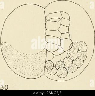 Die Zeitschrift für experimentelle Zoologie. l 66 • Edwin G. Conkltn. Rechte oder linke Hälfte oder Three-Quarter Embryonen; Gastrula-stadium zu Kaulquappe. Gezeichnet fromFixed Glasmalereien und Material. Abb. 31. Rechte Hälfte Gastrula-stadium von etwa 220-Stadium; im 4 Spritzte-Stadium und Feste 3 hourslater. Die Neuralplatte, chorda und mesodermzellen sind nur auf der rechten Seite und in theirnormal Positionen und Zahlen. Abb. 32. Die linke Hälfte des jungen Kaulquappe, dorsalansicht; im 4 Spritzte-Stadium, 5 Stunden später festgesetzt. Der Chorda dorsalis ist normal, außer für die Größe und die Anzahl der Zellen; die Muskel- und Mesenchym cellsare nur vorhanden Stockfoto
