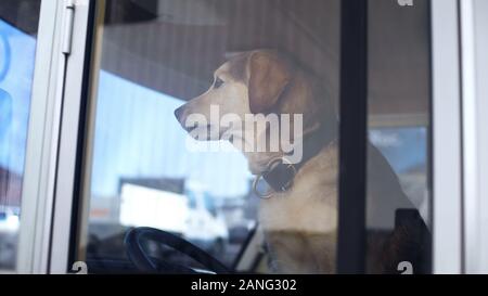 Patient Hund sitzen am Fahrersitz in Anhänger guarding Unterkunft Tourismus mit pet Stockfoto