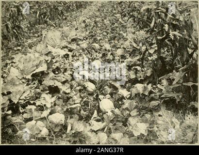 Die gardenette;. ARATION DER HÜGEL. Dig ein Loch Größe einer Waschen - Whirlpool und ungefähr 10 Zoll tief. Im unteren Ende dieser Graben mit einem gemeinsamen post Schnecke, oder schmaler Spaten, ein Loch zwei Fuß tief, und zehn Zoll im Durchmesser. Diese post-Loch mit groben stabilen Wurf Füllen, Vermeidung von Holzstaub, andpack ziemlich fest. Füllen Sie den gesamten Aushub mit einer Mischung aus zwei Teilen Sand, ein Teil der schönen, gut verrottetem Dünger, und einem Teil guten Gartenboden. Mixthoroughly durch Schaufeln über mehrere Male. In der Fertigung der Schüssel zu bewahren - wie Depressionen. Wenn die Hill sollte über eighteeninches Durchmesser abgeschlossen Stockfoto