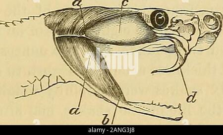 Forschungen auf das Gift der Klapperschlange: mit einer Untersuchung der Anatomie und Physiologie der Organe. uscle. Pterygoideus Externus. Die Verbindung des Gaumens Knochen und lateralis Knochen, wliicli wir bereits bemerkt haben, ist wesentlich zu diesem Ergebnis bei. Fast alle Muskeln über die Kopf-, Hals- und Backen der Schlange, takepart entweder in den Bewegungen, die den Schlag oder solche, die zufügen und es Folgen vorausgehen. Die meisten dieser Muskeln haben Funktionen, die auf der Hand liegen und leicht nachweisbare; und wir werden daher, begnügen uns mit einen kurzen Verweis auf alle aber Stockfoto