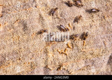 Nahaufnahme der Bienen schwärmen auf Vintage textile Hintergrund. Stockfoto