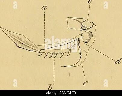 Forschungen auf das Gift der Klapperschlange: mit einer Untersuchung der Anatomie und Physiologie der Organe. erygoid und Gaumen Knochen zugeben erhebliche Bewegung, so dass thearches, die Sie bilden kann vergrößert oder verkleinert werden, wie die Umstände verlangen. Die Mobilität dieser Teile ist wichtig für die Bewegungen, die Heben- und depressthe Fang, und der DEGLUTITION der großen Tiere, auf die sich die Schlangen zu Beute areaccustomed. Das gift Fang, im Ruhezustand, Projekte nach unten und rückwärts in themouth der Schlange. Es ist fest in der alveolarfortsatzes anchylosed, whichcr Stockfoto