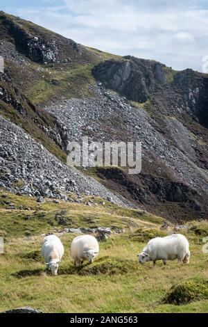 Schafe auf Vögel Felsen, in der Nähe von Tywyn (Towyn), Wales Stockfoto