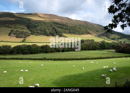 Ackerland bei Dolgoch, in der Nähe von Tywyn (Towyn), Wales Stockfoto