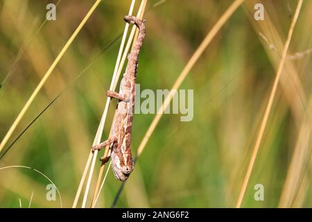 Kleine braune Chameleon klettern auf einem Grashalm, Drakensberge, Südafrika Stockfoto