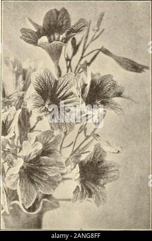 Die Farquhar 1910 Garten jährliche. Carnation-Flowered Poppy. Farquhars verbesserte Shirley Poppy. 59 R. und J. FARQUHAR & Co., Boston. Jährliche Blumen Samen.. Portulak. Charmante Zwerg Jahrbücher für sonnige Situationen oder leichten Böden andproducing Blumen der brillantesten Farben bis zum Abwinken angepasst. 6 Zoll. 370 o Doppel gemischt. Aus feinstem doppelte Blüten nur und P^t Gespeichert. ?? • - - -? --.10 .50:! 735 o 740 o 745 Oz., 5,00; ioz., 1,50; 37503755 3760 3765 3770 Salpiglossis Farquhars Large-Flowered. Rudbeckien. Kegel Blume. Attraktive Jahrbücher der kompakten growthsuitable Für Grenzen oder Klumpen amongshrubs. Stockfoto