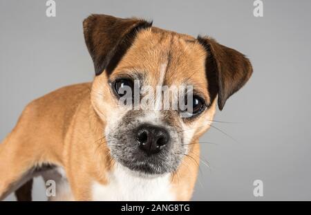 Pug kreuzte mit einem Jack Russell Terrier Dog, 8 Jahre alt, weiblich, Großbritannien. Stockfoto