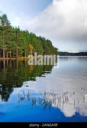 Kiefernwald am Ufer des Loch Garten spiegelt sich in ruhigem Wasser wider, Cairngorms National Park, Abernethy Nature Reserve, Scottish Highlands, ruhiger Herbsttag. Stockfoto