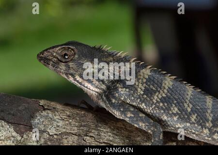 Garten Echse, Calotes irawadi, gemeinsame Drachen Echse, zwischen Nordostindien und Myanmar gefunden Stockfoto