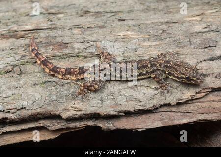 Flache tailed Gecko, Hemidactylus platyurus, nächtlich, in der Regel auf heraus gefunden - Häuser und am Baum Stockfoto