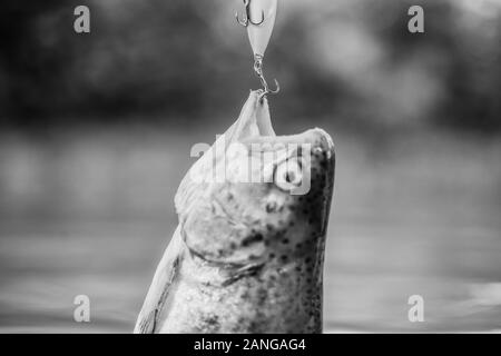 Fisch Forelle im Süßwasser gefangen. Köder Löffel Angeln Zubehör. Fisch in der Falle. Opfer der Wilderei. Speichern der Natur. Am Haken. Stille Konzept Stockfoto