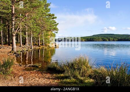 Kiefernwald am Ufer des Loch Garten spiegelt sich in ruhigem Wasser wider, Cairngorms National Park, Abernethy Nature Reserve, Scottish Highlands, ruhiger Herbsttag. Stockfoto