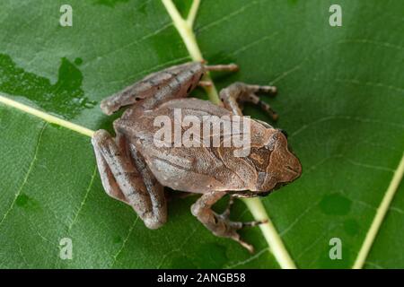 Megophrys Major ist eine Pflanzenart aus der Gattung der Kröte im Nordosten Indiens gefunden Stockfoto