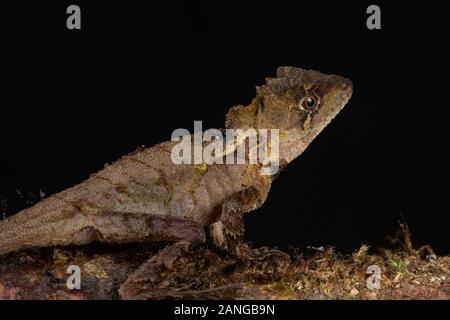Japalura andersoniana ist eine Pflanzenart aus der Gattung der Eidechse in der Familie Agamidae. Endemisch auf der östlichen Indien und China. Stockfoto