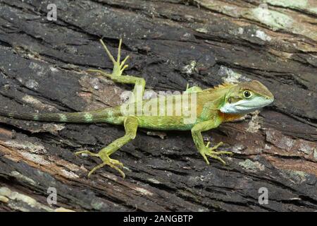 Pseudocalotes austeniana oder Abor Hügel agama oder Annandale Drachen, ist eine seltene Arten von Drachen Echse endemisch in Asien. Stockfoto