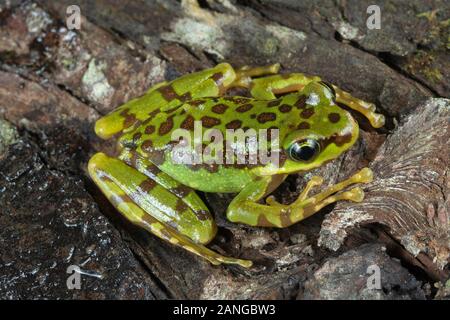 Amolops formosus oder Assam sucker Frosch ist eine schöne Stream Frosch im nördlichen Indien, Bangladesch und Nepal Stockfoto