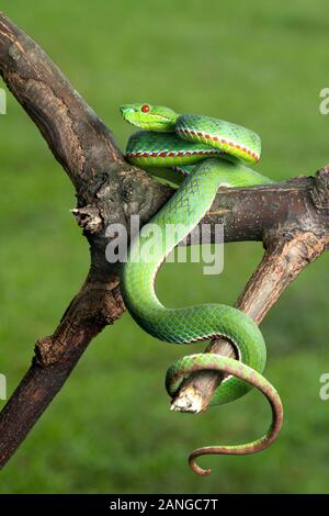 Ein älterer Name popeiorum oder des Papstes pit Viper, giftige native zu den nördlichen und nordöstlichen Teile von Indien Stockfoto