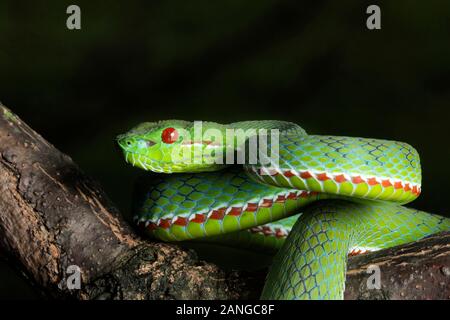 Ein älterer Name popeiorum oder des Papstes pit Viper, giftige native zu den nördlichen und nordöstlichen Teile von Indien Stockfoto