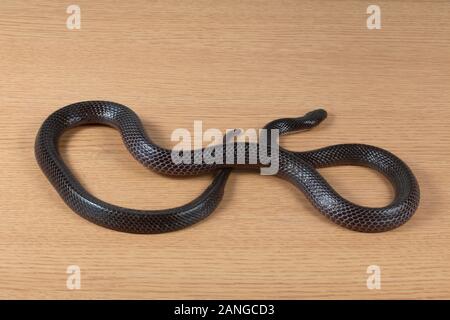 Mehr schwarzen Krait, Bungarus niger giftige Schlange in der Familie Elapidae. Die Art ist endemisch in Südasien. Stockfoto