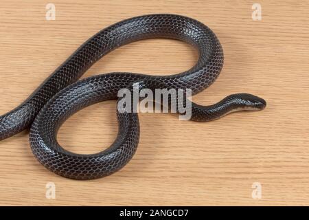 Mehr schwarzen Krait, Bungarus niger giftige Schlange in der Familie Elapidae. Die Art ist endemisch in Südasien. Stockfoto