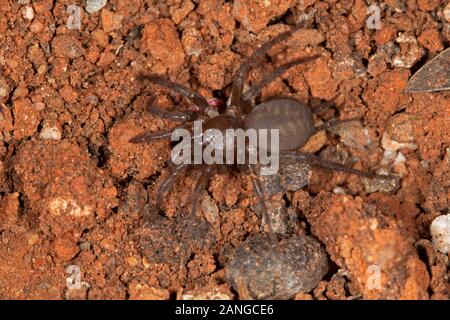 Mygalomorphe Spinne der Gattung Indothele sind in kleinen Hohlräumen und unordentlichen Netz zu sehen. Familie Dipluriiden Stockfoto