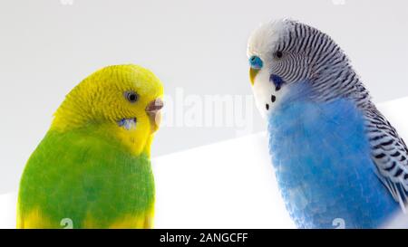 Melopsittacus undulatus Psittacidae Haustiere Paar auf weißem Hintergrund Stockfoto