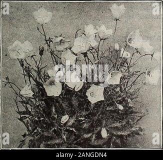 Dreer die 72. jährliche Ausgabe Garten Buch: 1910. Campanula Medium.. Campanula carpatica, Yi. Q6.um {Canterbury Bells). Unsere Aktie hat grownfrom der feinsten Sorte gewesen; Blau, Rose und weiß; 3 Füße. Nobilis. Große, hängende rötlich-violetten Blüten; 18 Zoll. Persicifolia {Pfirsich Glocken). Blau salver geformte Blüten im Juni und Juli; 2 Füße. - Alba. Eine reine weiße Form der oben genannten. - Gig: antea Moerheimi. Eine großartige Art mit großen Spitzen ofpure weiß Doppel Kamelie - wie Blumen, 2 zu 2} Zoll im di-anjeter; in der Blüte von Mitte Mai bis Ende Juli. 25 cts. eaclj; $ 2,50 pro dtz.; $ 1. Stockfoto