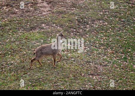 Die Himalaya Goral, Naemorhedus goral. Als potenziell gefährdet auf der Roten Liste der IUCN, Chopta, Garhwal, Uttarakhand, Indien Stockfoto