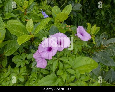 Ipomoea Cairica, Eisenbahn Herrlichkeit Blumen, Goa, Indien Stockfoto