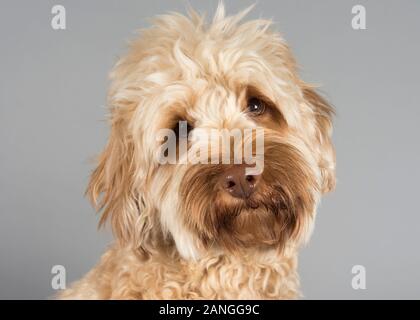 Miniatur-Labradoodle, 2 Jahre alt, Apricot Color, Großbritannien. Stockfoto