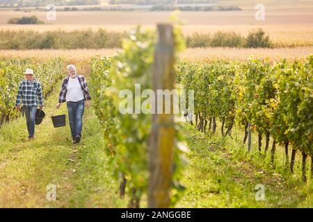 Ernte Arbeiter oder Saisonarbeiter arbeiten im Weinberg während der Weinlese Stockfoto