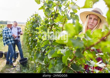 Winzer und Ernte Arbeiter mit der Ernte im Weinberg im Herbst Stockfoto