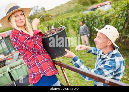 Erntemaschinen Erntemaschinen Trauben im Weinberg Last rote Trauben Stockfoto