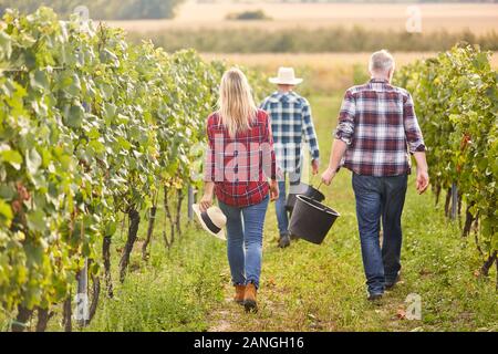 Erntemaschinen in einem Weingut Ernte Trauben zwischen Reben Stockfoto