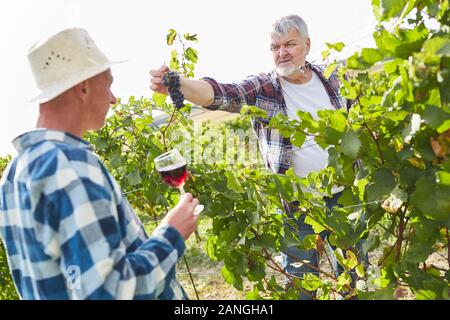 Zwei Winzer im Weinberg mit einer Weinprobe beim Pflücken Trauben Stockfoto
