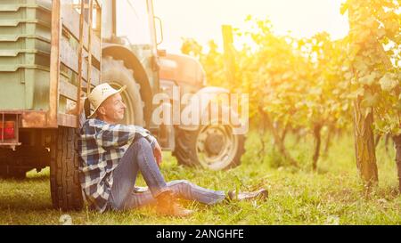 Feldhäcksler nimmt auf dem Traktor in den Weinberg während der Ernte im Herbst Stockfoto