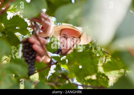 Erntemaschinen oder Winzer schneiden ein weinstock der roten Trauben Stockfoto