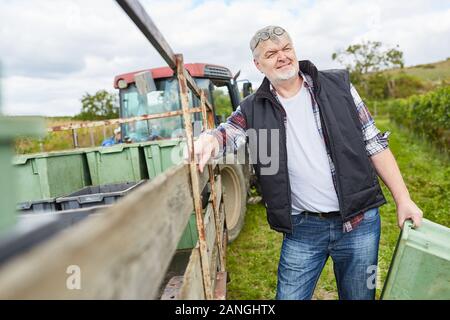 Zufriedene Winzer am Traktor mit der Ernte während der Weinlese Stockfoto