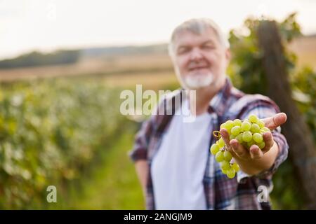 Winzer präsentiert Auswahl aus weißen Trauben bei der Weinlese im Weinberg Stockfoto