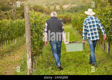 Zwei Ernte Arbeiter tragen Kiste von Trauben Ernte im Weinberg im Herbst Stockfoto