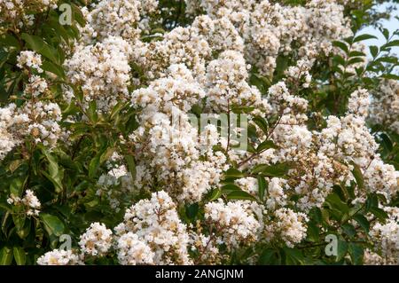 Crepe Myrtle, Lagerstroemia Indica, Laub- und Zierbäume. Traversen von Weiß, rosa, lila oder violetten Blüten erscheinen im Spätsommer. Stockfoto