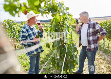 Zwei Winzer mit Weinprobe im Weinberg während der Ernte Stockfoto