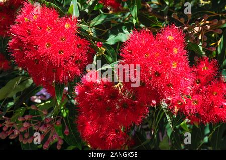 Blühendes rotes Gummi, Corymbia ficifolia (ehemals Eucalyptus ficifolia), Melbourne, Australien Stockfoto